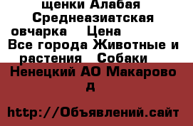 щенки Алабая (Среднеазиатская овчарка) › Цена ­ 15 000 - Все города Животные и растения » Собаки   . Ненецкий АО,Макарово д.